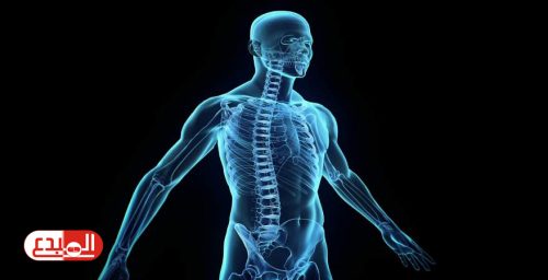 دراسة: اكتشاف عضو جديد دقيق للغاية داخل جسم الإنسان