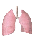 Thoracic and Pulmonary