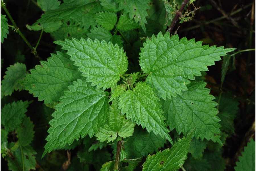 كل ما يخص نبات القراص وفوائده الطبية Stinging nettle