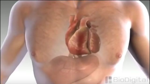 فيديو : كيف تحدث الذبحة الصدرية