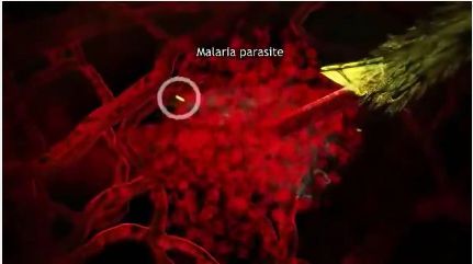 شرح دورة حياة الملاريا The Malaria life cycle explained