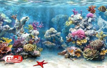 علماء فرنسيون يسعون لاستخلاص عقار مضاد للسرطان من الشعاب المرجانية
