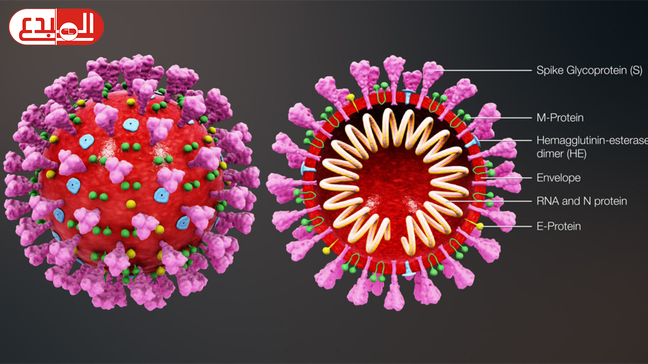 باحثون يطورون بروتينات فيروس كورونا لتحديد الأجسام المضادة لمنع العدوى